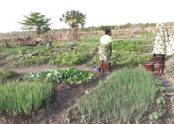 Kouroussa: Le maraichage principal  activité des femmes de Baro.