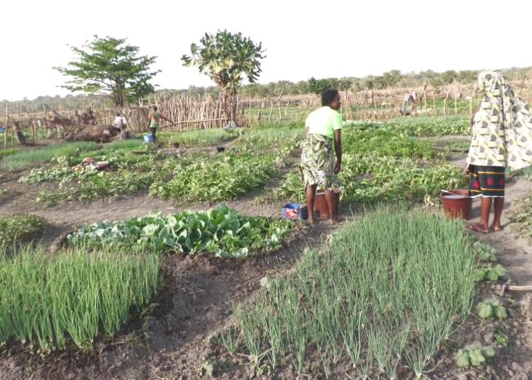 Kouroussa: Le maraichage principal activité des femmes de Baro.