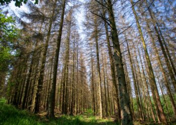 Protection de la nature: L&rsquo;Algérie projette de planter plus de 420 millions d&rsquo;arbustes