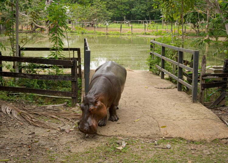 Protection de la nature : Des hippopotames sont morts de malnutrition au Zimbabwe