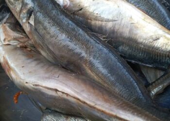 Kankan: les femmes du marché « Dibida » plaident pour la baisse du prix de poissons et d&rsquo; autres denrées alimentaires.