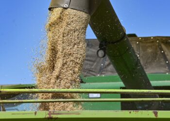 Sécurité alimentaire : Un projet pour introduire des variétés de blé résilientes au Ghana