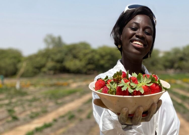 Portrait Sénégal : Ndeye Fall mise sur la culture de la fraise