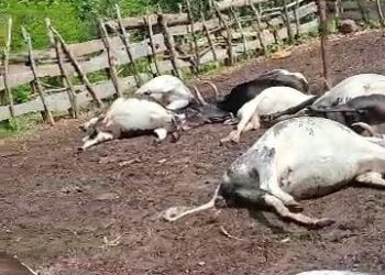 Mandiana:  26 boeufs ravagés par la foudre dans le district de Filaboufarani.