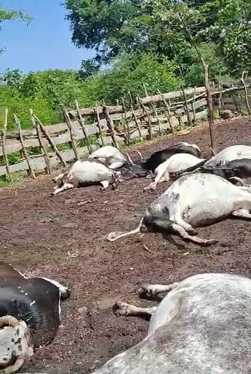 Mandiana: 26 boeufs ravagés par la foudre dans le district de Filaboufarani.