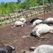 Mandiana: 26 boeufs ravagés par la foudre dans le district de Filaboufarani.
