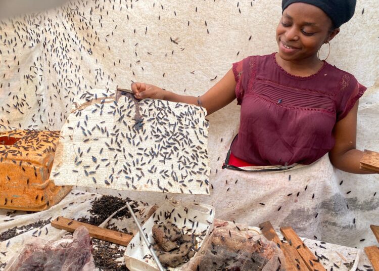 Portrait RDC : L’élevage des mouches au service de l’environnement