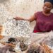 Portrait RDC : L’élevage des mouches au service de l’environnement