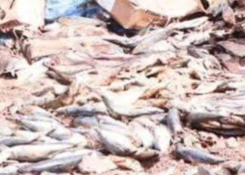 Risque sanitaire évité : Saisie de 30 tonnes de poissons avariés à Sambailo.