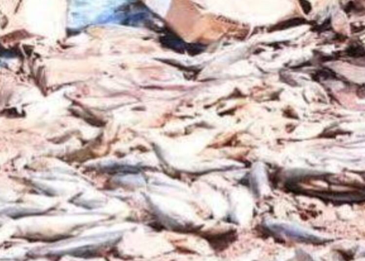 Risque sanitaire évité : Saisie de 30 tonnes de poissons avariés à Sambailo.