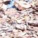 Risque sanitaire évité : Saisie de 30 tonnes de poissons avariés à Sambailo.