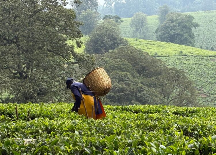 Agriculture: L’Afrique de l’Est expérimente de nouveaux outils agroécologiques