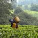 Agriculture: L’Afrique de l’Est expérimente de nouveaux outils agroécologiques