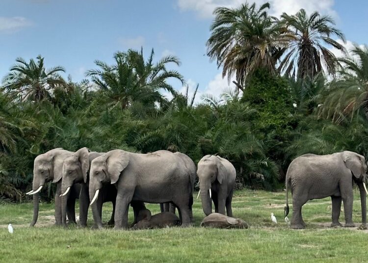 Protection de la nature Afrique : 300 millions de dollars pour dix aires protégées