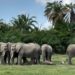 Protection de la nature Afrique : 300 millions de dollars pour dix aires protégées